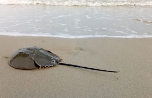 Nacer en la playa Revista Selecciones