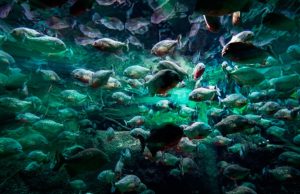 Nadar entre pirañas Revista Selecciones