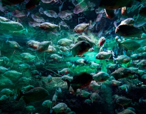 Nadar entre pirañas