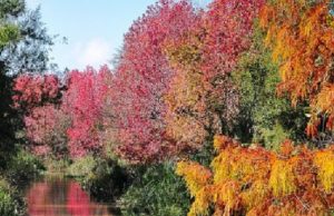 Nuestra Malasia de acá a la vuelta no más Revista Selecciones