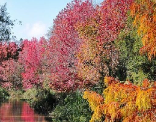 Nuestra Malasia de acá a la vuelta no más
