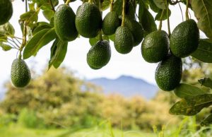 Tené siempre una palta a mano: ¡podrás hacer todo esto! Revista Selecciones