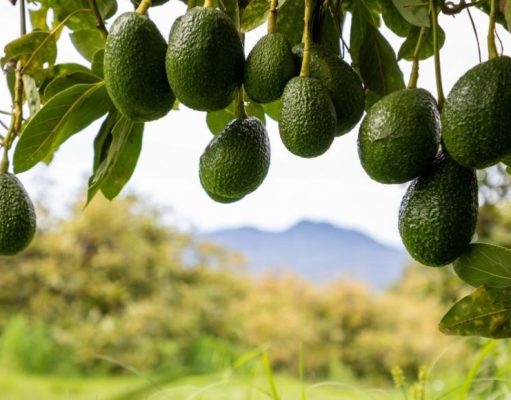Tené siempre una palta a mano: ¡podrás hacer todo esto!