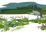 Pantanos, ciénagas y tremedales Pantano