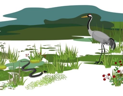 Pantanos, ciénagas y tremedales Pantano