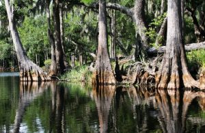 Pantanos y ciénagas pantanos-y-cienagas-2262-mainImage-0