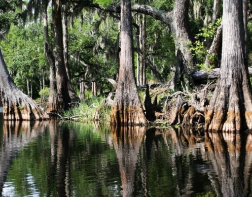 Pantanos y ciénagas pantanos-y-cienagas-2262-mainImage-0