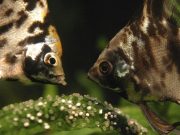 Peces que dejan sus huevos a los vecinos