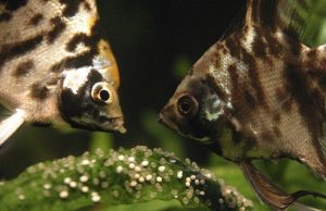 Peces que dejan sus huevos a los vecinos Revista Selecciones