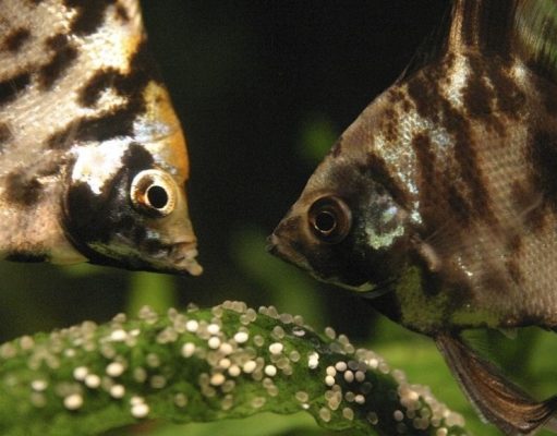 Peces que dejan sus huevos a los vecinos