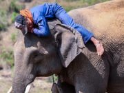 El costado desconocido de los elefantes