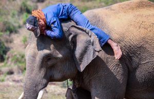 El costado desconocido de los elefantes Revista Selecciones