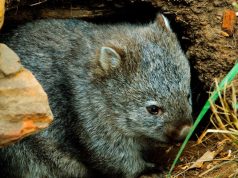 Resolviendo el misterio del Demonio de Tasmania y los cánceres que se «pegan»
