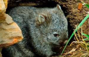 Resolviendo el misterio del Demonio de Tasmania y los cánceres que se «pegan» Revista Selecciones