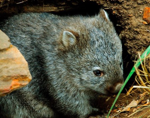 Resolviendo el misterio del Demonio de Tasmania y los cánceres que se «pegan»