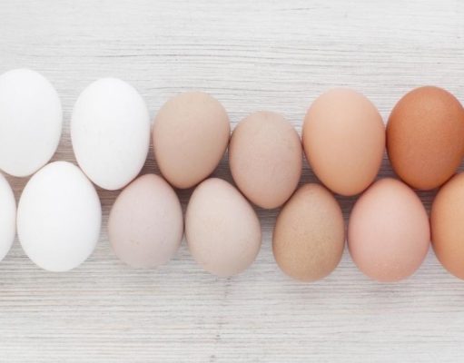 ¿Por qué hay varios colores de huevos de aves?