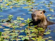 Prohibido matar: antes cazadores y hoy guardaparques