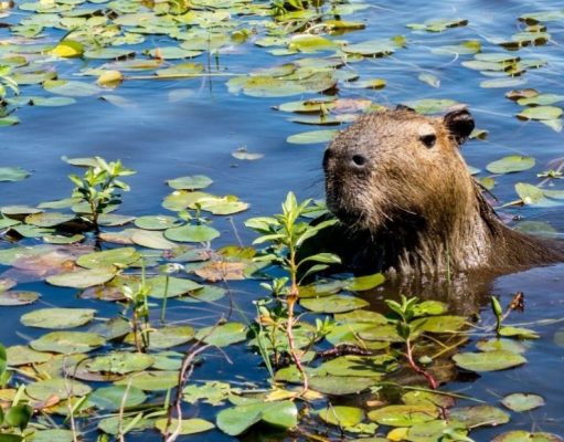 Prohibido matar: antes cazadores y hoy guardaparques