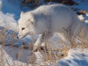 ¿Puede haber vida en el intenso frío polar?