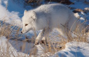 ¿Puede haber vida en el intenso frío polar? Revista Selecciones