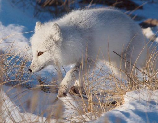 ¿Puede haber vida en el intenso frío polar?