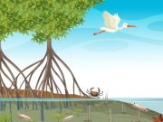 ¿Cómo se forman los manglares?