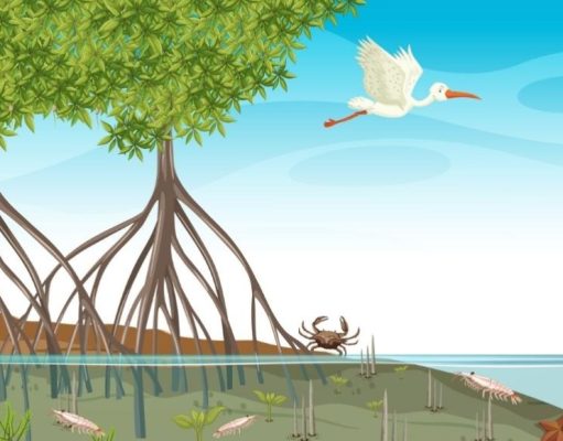 ¿Cómo se forman los manglares?