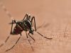 Qué esconden los mosquitos Revista Selecciones