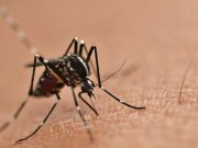 Qué esconden los mosquitos