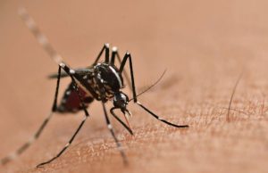 Qué esconden los mosquitos Revista Selecciones