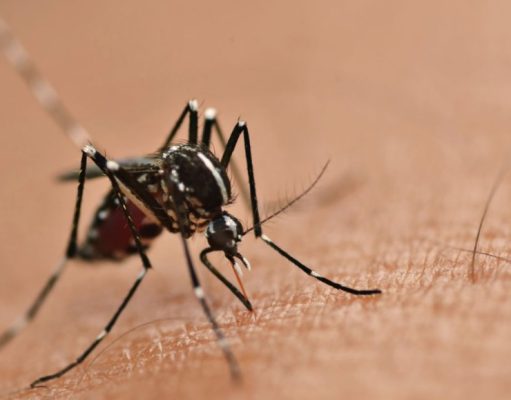 Qué esconden los mosquitos