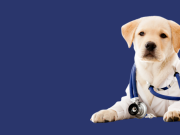 Qué hacer si su mascota necesita primeros auxilios