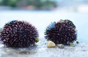 ¿Qué son las melitas? Revista Selecciones