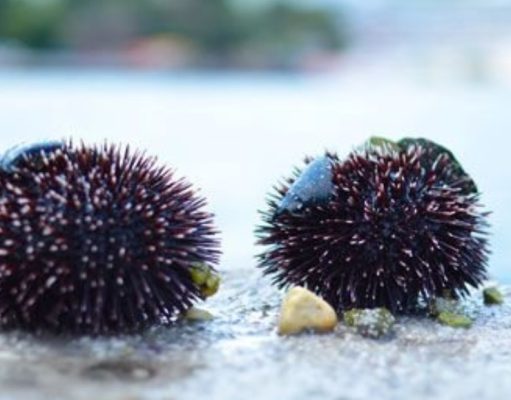 ¿Qué son las melitas?