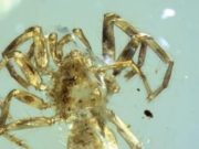 Quimerarañas, las arañas con cola