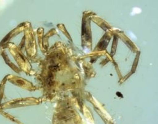 Quimerarañas, las arañas con cola