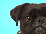 ¿Su perro es gruñón?