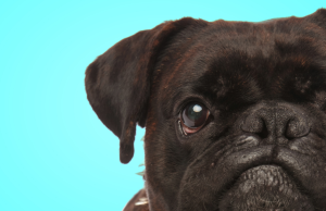 ¿Su perro es gruñón? Revista Selecciones