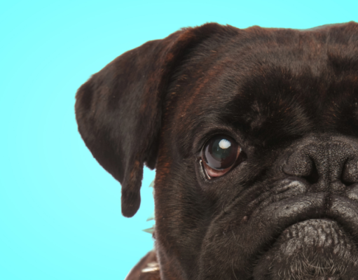 ¿Su perro es gruñón?