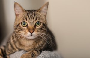 ¿Teme tu gato al veterinario? Revista Selecciones