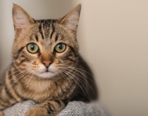 ¿Teme tu gato al veterinario?