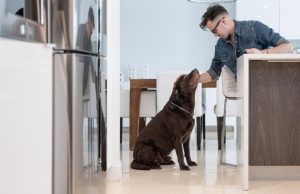 Terminá con los malos hábitos de tu mascota Revista Selecciones