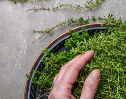 Tomillo: todo en uno