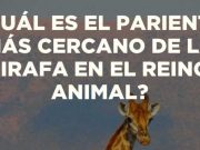 Trivia Jirafa