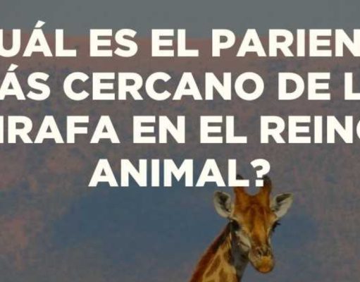Trivia Jirafa