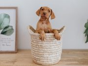 Cómo educar a los cachorros