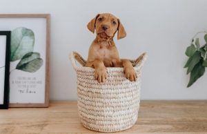 Cómo educar a los cachorros Revista Selecciones