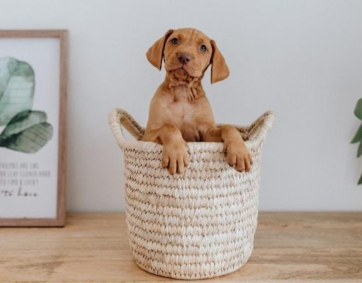 Cómo educar a los cachorros