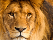 Un león en casa león