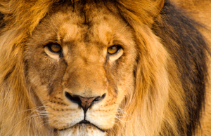 Un león en casa león